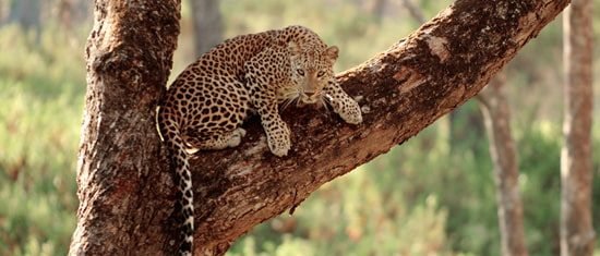 Wildlife tours in mangalore