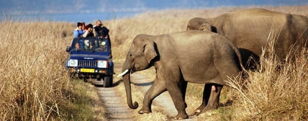 Wildlife Tours